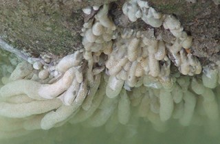 Australian droplet tunicate